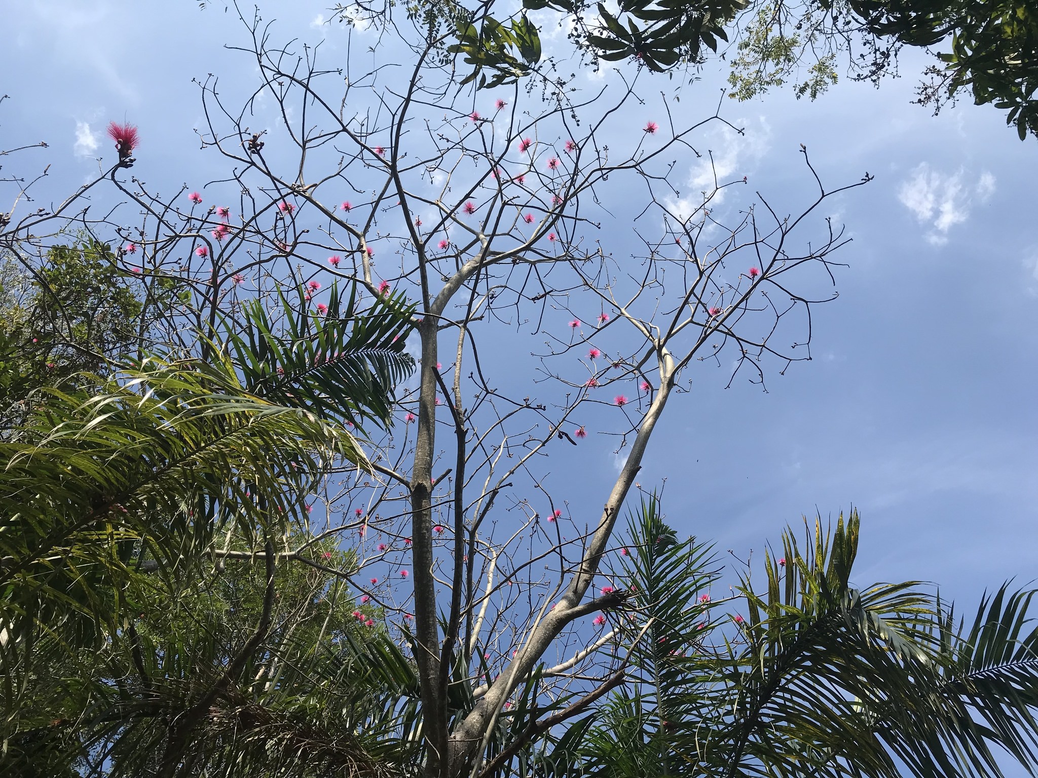 Pseudobombax ellipticum